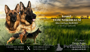 Zusätzliche Fotos: Deutsche Schäferhund-Welpen