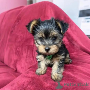 Foto №2 zu Ankündigung № 159979 zu verkaufen yorkshire terrier - einkaufen Litauen quotient 	ankündigung