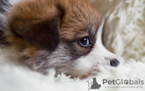 Foto №2 zu Ankündigung № 79781 zu verkaufen welsh corgi - einkaufen Deutschland quotient 	ankündigung