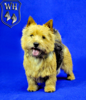 Foto №1. norwich terrier - zum Verkauf in der Stadt Moskau | Verhandelt | Ankündigung № 4474