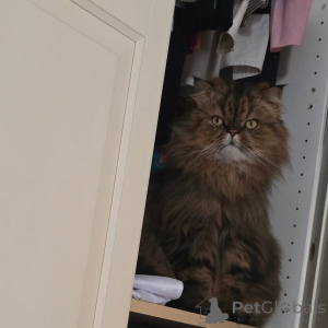 Foto №1. perserkatze - zum Verkauf in der Stadt Helsinki | 700€ | Ankündigung № 169156