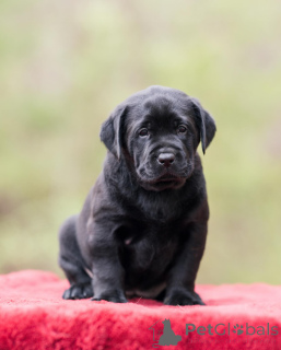 Foto №3. Reinrassiger Labrador, Welpe zur Adoption, Labradorwelpen in meiner Nähe, süßer. Großbritannien