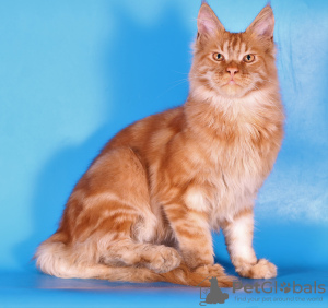 Foto №2 zu Ankündigung № 120167 zu verkaufen maine-coon-katze - einkaufen Russische Föderation quotient 	ankündigung, vom kindergarten, züchter