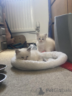 Foto №1. ragdoll-katze - zum Verkauf in der Stadt Antwerpen | Frei | Ankündigung № 153884