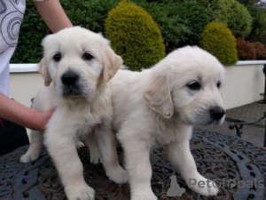 Foto №1. labrador retriever - zum Verkauf in der Stadt 'S-Hertogenbosch | verhandelt | Ankündigung № 169005
