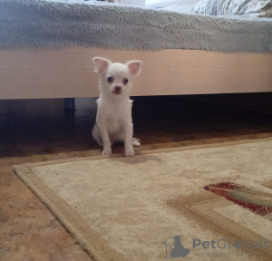 Zusätzliche Fotos: Chihuahua-Welpe (Junge)