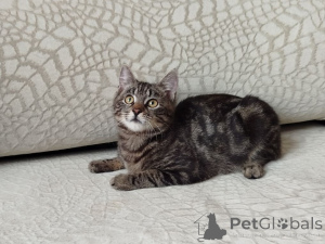 Foto №1.  - zum Verkauf in der Stadt Minsk | Frei | Ankündigung № 164929