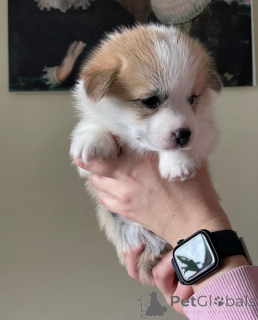 Foto №2 zu Ankündigung № 155808 zu verkaufen welsh corgi - einkaufen Deutschland züchter