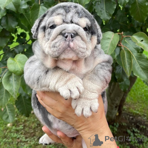 Foto №2 zu Ankündigung № 142156 zu verkaufen  - einkaufen Ukraine 