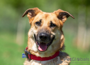 Foto №2 zu Ankündigung № 107332 zu verkaufen mischlingshund - einkaufen Russische Föderation quotient 	ankündigung