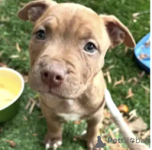 Foto №1. american pit bull terrier - zum Verkauf in der Stadt Alabama | verhandelt | Ankündigung № 168867