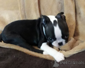 Foto №3. Boston Terrier-Welpen. Dänemark