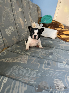 Foto №3. französische Bulldog Welpen. Serbien