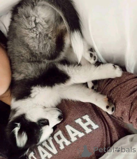 Foto №2 zu Ankündigung № 161317 zu verkaufen  - einkaufen USA 