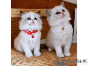 Foto №1. ragdoll-katze - zum Verkauf in der Stadt Alicante | verhandelt | Ankündigung № 176431