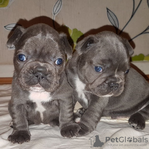 Foto №1. französische bulldogge - zum Verkauf in der Stadt Birkirkara | 600€ | Ankündigung № 85903