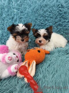 Foto №3. Miniwelpe zu verkaufen, weiblicher Biewer Yorkshire Terrier, kleine Prinzessin.. Georgien