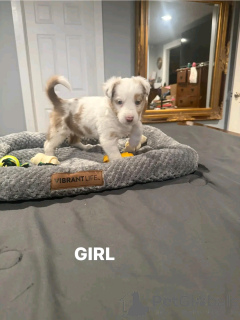 Foto №3. Australische Hirtenwelpen zur Adoption. USA