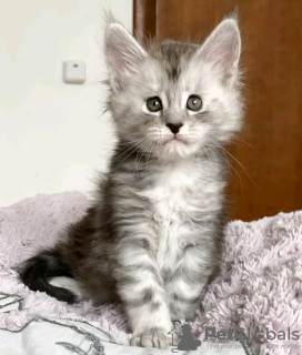 Foto №2 zu Ankündigung № 132060 zu verkaufen maine-coon-katze - einkaufen Saudi-Arabien züchter