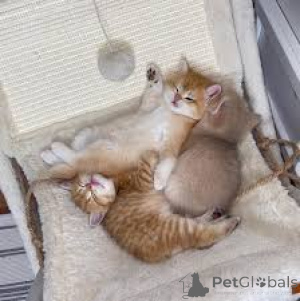 Foto №1. munchkin - zum Verkauf in der Stadt Antwerpen | 500€ | Ankündigung № 162401