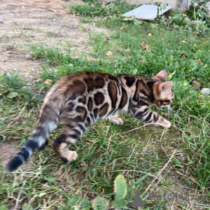 Foto №2 zu Ankündigung № 26772 zu verkaufen bengal katzenrasse - einkaufen Lettland quotient 	ankündigung, vom kindergarten, züchter