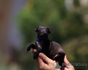 Foto №4. Ich werde verkaufen greyhound in der Stadt Belgrad.  - preis - verhandelt