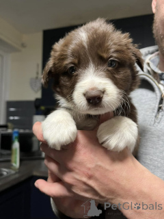 Foto №2 zu Ankündigung № 172225 zu verkaufen border collie - einkaufen Dänemark quotient 	ankündigung