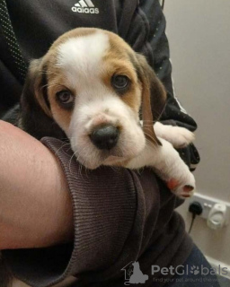 Foto №1. beagle - zum Verkauf in der Stadt Berlin | 350€ | Ankündigung № 116806