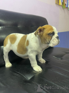 Foto №3. Shalumova Oksana Alexandrovna. Russische Föderation