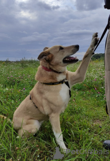 Foto №2 zu Ankündigung № 66698 zu verkaufen mischlingshund - einkaufen Russische Föderation quotient 	ankündigung