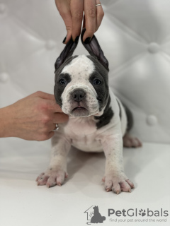 Foto №2 zu Ankündigung № 87944 zu verkaufen american bully - einkaufen Moldawien züchter