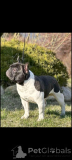 Foto №2. Paarung Service französische bulldogge. Preis - verhandelt