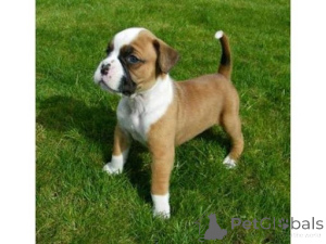 Foto №1. deutscher boxer - zum Verkauf in der Stadt Naudern | 350€ | Ankündigung № 170135