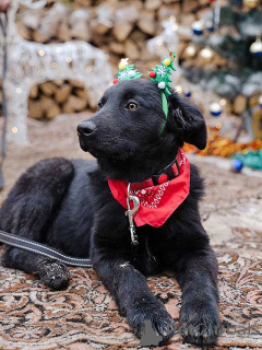 Foto №1. mischlingshund - zum Verkauf in der Stadt Moskova | Frei | Ankündigung № 165550