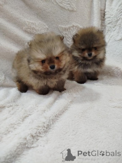 Foto №1. pommersche spitz - zum Verkauf in der Stadt Vilovo | 1000€ | Ankündigung № 138966