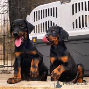 Foto №1. dobermann - zum Verkauf in der Stadt Stadt von London | 1000€ | Ankündigung № 164214