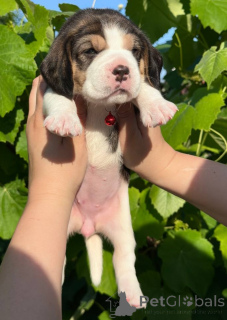 Foto №2 zu Ankündigung № 124815 zu verkaufen beagle - einkaufen Moldawien quotient 	ankündigung