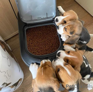 Foto №1. mischlingshund - zum Verkauf in der Stadt Achaern | Frei | Ankündigung № 163497