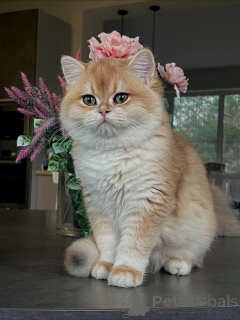 Foto №4. Ich werde verkaufen chinchilla-katze in der Stadt Hamburg. züchter - preis - verhandelt