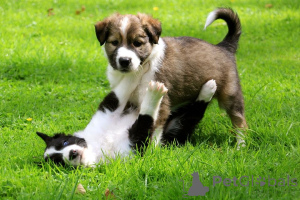 Foto №2 zu Ankündigung № 168186 zu verkaufen border collie - einkaufen Schweden quotient 	ankündigung, züchter