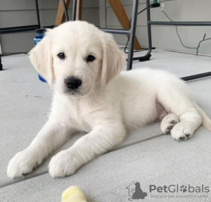 Foto №1. golden retriever - zum Verkauf in der Stadt Caracas | verhandelt | Ankündigung № 47984