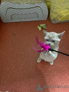 Foto №3. Burma-Kätzchen suchen ein liebevolles Zuhause.. Österreich