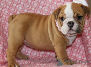 Foto №1. englische bulldogge - zum Verkauf in der Stadt Nikosia | verhandelt | Ankündigung № 178608