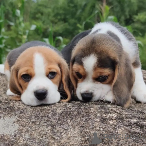 Zusätzliche Fotos: Beagle-Welpen suchen ein Zuhause für immer