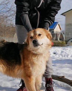 Foto №2 zu Ankündigung № 59928 zu verkaufen mischlingshund - einkaufen Russische Föderation quotient 	ankündigung