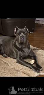 Foto №1. cane corso italiano - zum Verkauf in der Stadt Berlin | 1000€ | Ankündigung № 40414