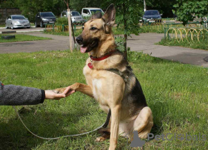 Foto №1. mischlingshund - zum Verkauf in der Stadt Москва | Frei | Ankündigung № 8932