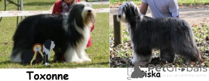 Foto №1. bearded collie - zum Verkauf in der Stadt Saumur | verhandelt | Ankündigung № 146022