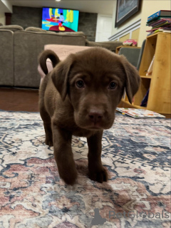 Foto №3. Labrador Retriever Welpen Sanfte Herzen, grenzenlose Energie. Niederlande