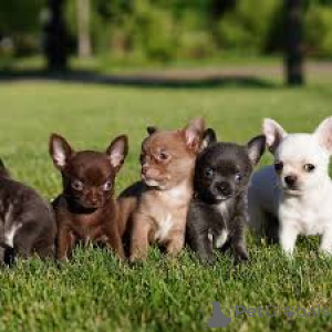 Foto №1. chihuahua - zum Verkauf in der Stadt Brüssel | 700€ | Ankündigung № 166588